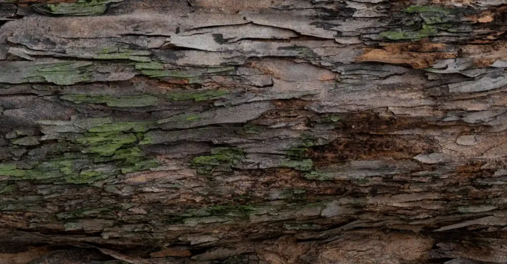 Close-up shot of a piece of wood bark.